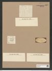 Skeletonema costatum (Greg.) Cleve. (de-Toni-Nr.: Genus 191, Species 4721) Zeichnungen Sammlung Grunow Nr. 8367 (NHMW-BOT-W0377787)